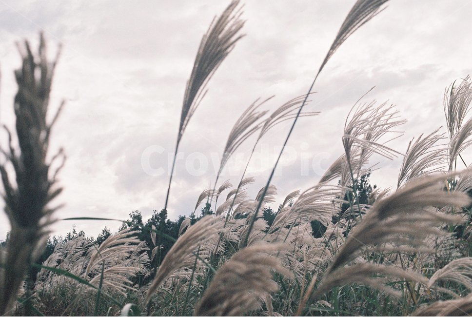갈대,갈대숲,가을,갈대밭,억새,억새밭,바람,가을,계절,fall,autumn,season,식물,자연,plants,nature,감성,sensible,feeling,grass,잔디,plant,lawn,reed
