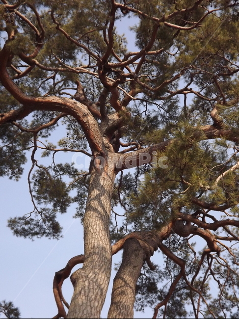 의림지,소나무,나무,유원지,숲,자연,식물,자연,plants,nature,나무,trees,wood