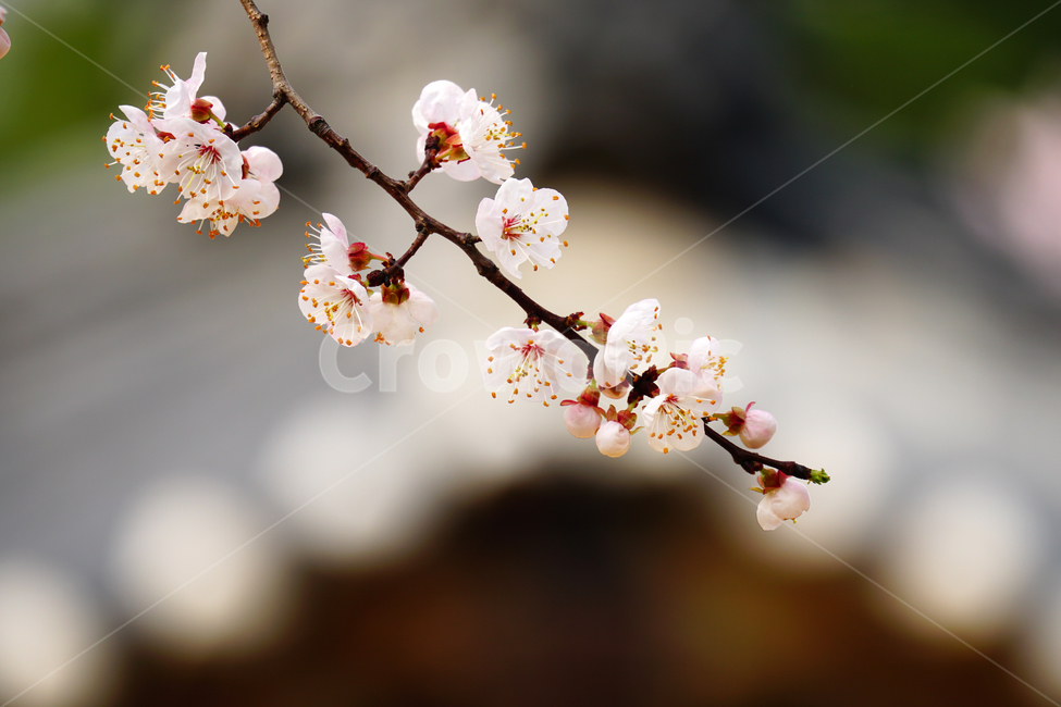 살구나무꽃,봄꽃,한국자연,꽃,꽃사진,플라워,flower,봄,spring,식물,plants,자연,nature,풍경,landscape,계절,season,snap,스냅,접사,macro,closeup,클로즈업,감성사진,감성,힐링,healing,느낌,feel,feeling,꽃밭,화단,나무,나뭇가지,tree,꽃봉오리,4월,April,살구나무,봄,계절,spring,season,식물,자연,plants,nature,꽃,flower,plant