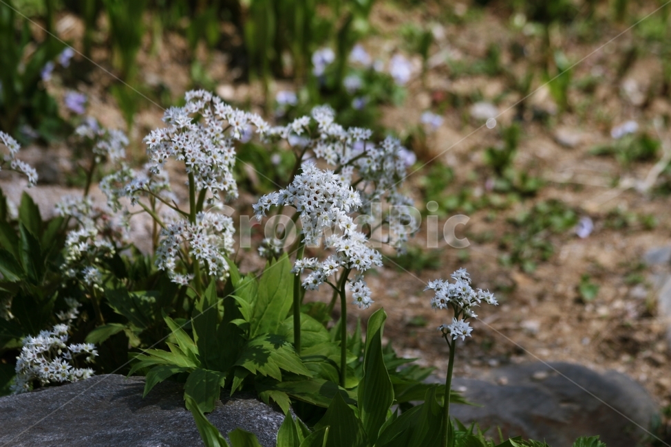 꽃,식물,flower,blossom,plant