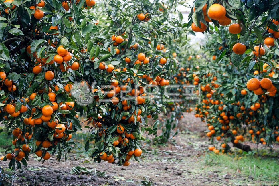 감귤,귤,과일,제주,감귤농장,제주감귤,감귤나무,fruit,jejumandarin,음식,간식,식품,자연,주렁주렁,맛있는,새콤한,달콤한