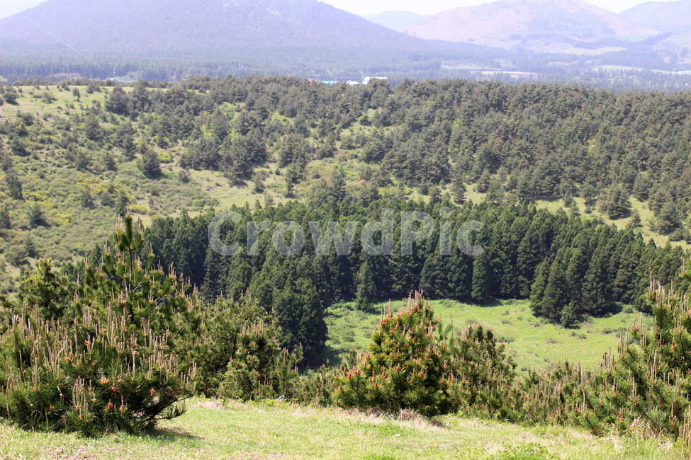 꽃,봄,하늘,오름,제주,자연,풍경,nature,landscape,tree,나무,fir,전나무,plant,식물