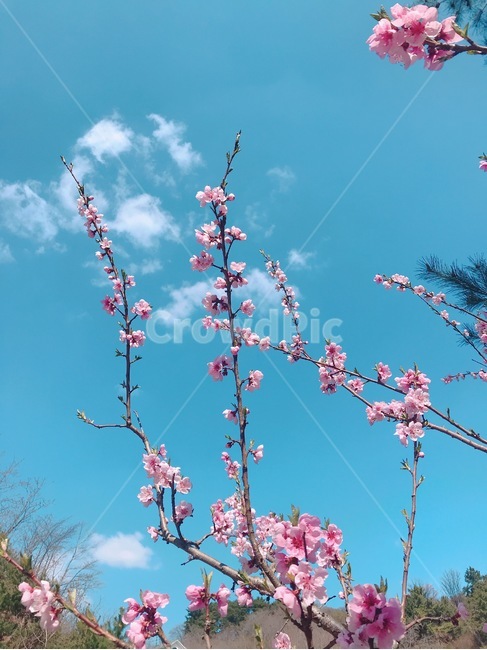 봄,배경화면,분홍,나무,하늘,봄,계절,spring,season,plant,식물