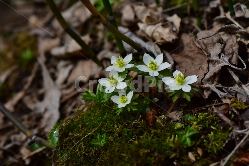모데미풀,야생화,봄,꽃,풀꽃,자연,식물,식생,plants,nature,spring,season,flower