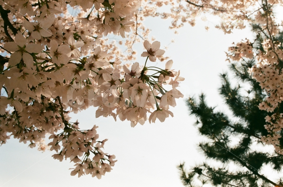 봄,벚꽃,필름사진,꽃,Flowers,봄,계절,spring,season,식물,자연,plants,nature,꽃,flower,plant