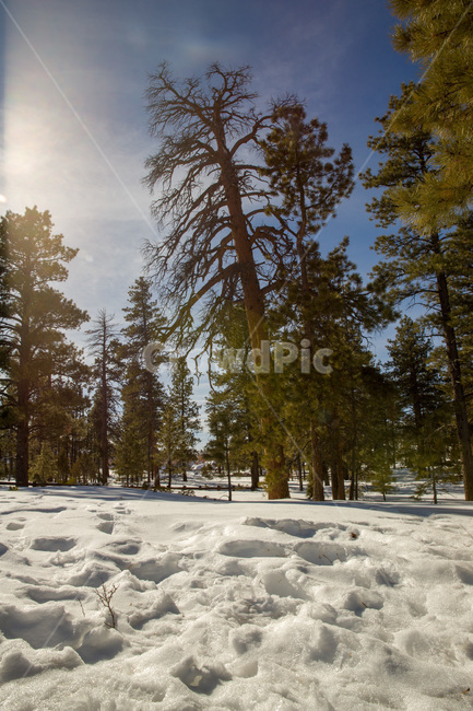 rural,natural,wood,background,beautiful,blue,cold,forest,frost,ice,landscape,light,mountain,nature,outdoor,park,scenic,season,sky,snow,sun,sunlight,sunny,tree,trees,usa,utah,view,white,winter,미국,유타,눈,겨울,자연,나무,야외,숲