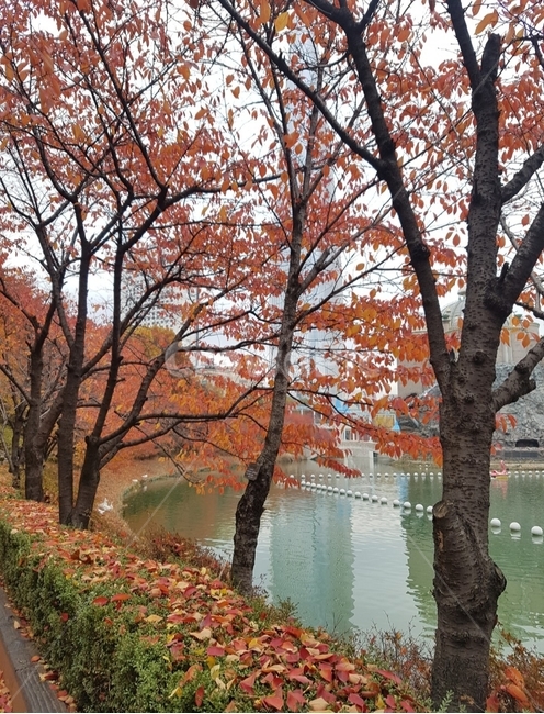 tree,plant,식물,treetrunk,가을,공원,산책,풍경,호수,단풍,나무,계절,가을,계절,fall,autumn,season,tree trunk,나무 줄기