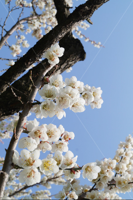매화,prunusmume,봄,꽃,식물,자연,nature,flower,plants,japaneseapricot,봄꽃,나무,식물,자연,plants,nature,꽃,flower