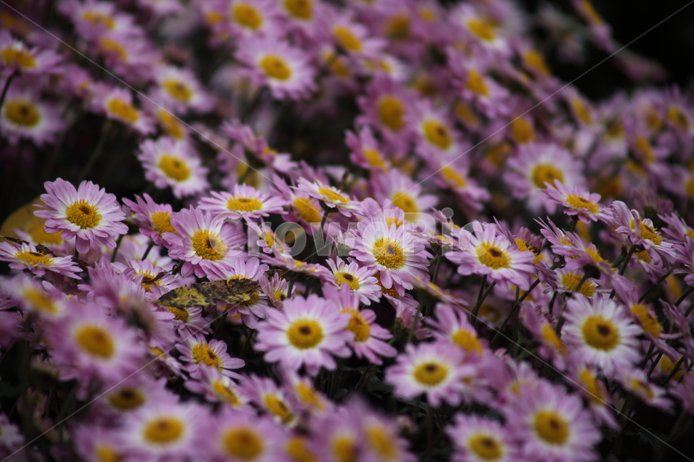 국화,식물,꽃,가을꽃,chrysanthemum,식물,자연,plants,nature,꽃,flower