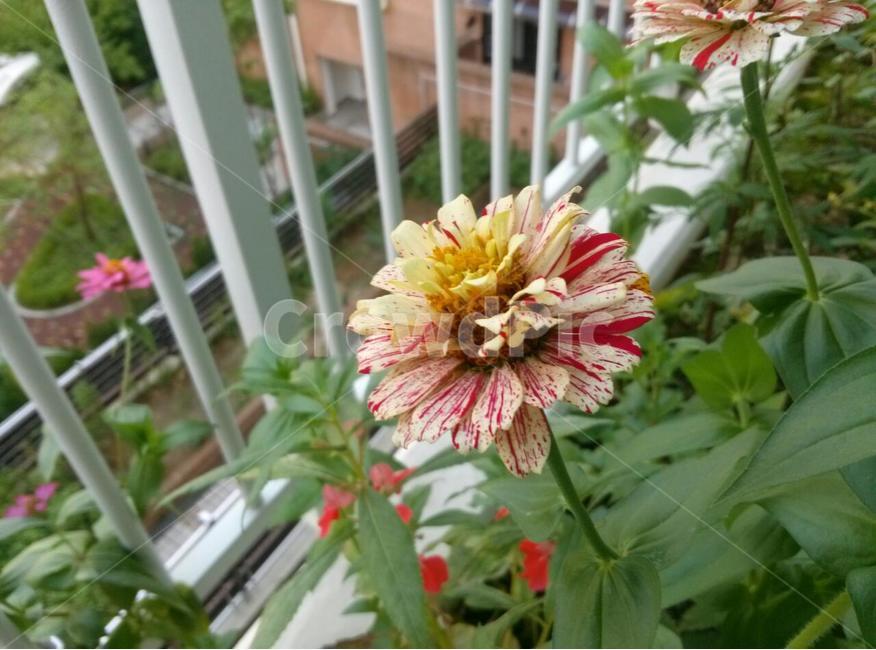 식물,꽃,화단,여름,flower,식물,자연,plants,nature,꽃,flower