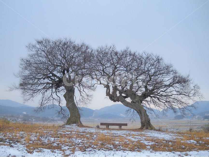 식물,나무,자연,겨울,풍경,달빛,낭만,벤치,경치,느티나무,travel,nature,landsca,country,plants,tree,plant,형제나무,남매나무,부부나무,변산반도,부안군,전라북도,겨울,계절,winter,season,자연,풍경,nature,landscape