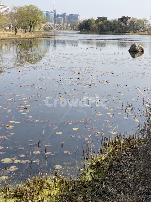 nature,자연,outdoors,옥외,land,marsh,늪,swamp,water,물,습지,나라