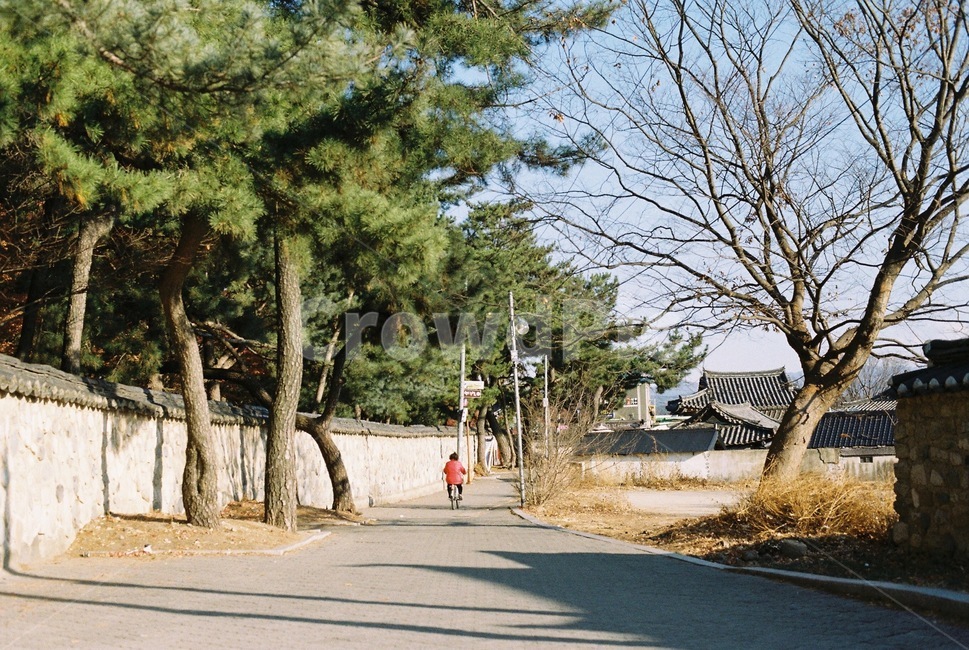 돌담길,자전거타는사람,한적한시골,countryside,womanridingabike,나무가있는풍경,한옥,가을