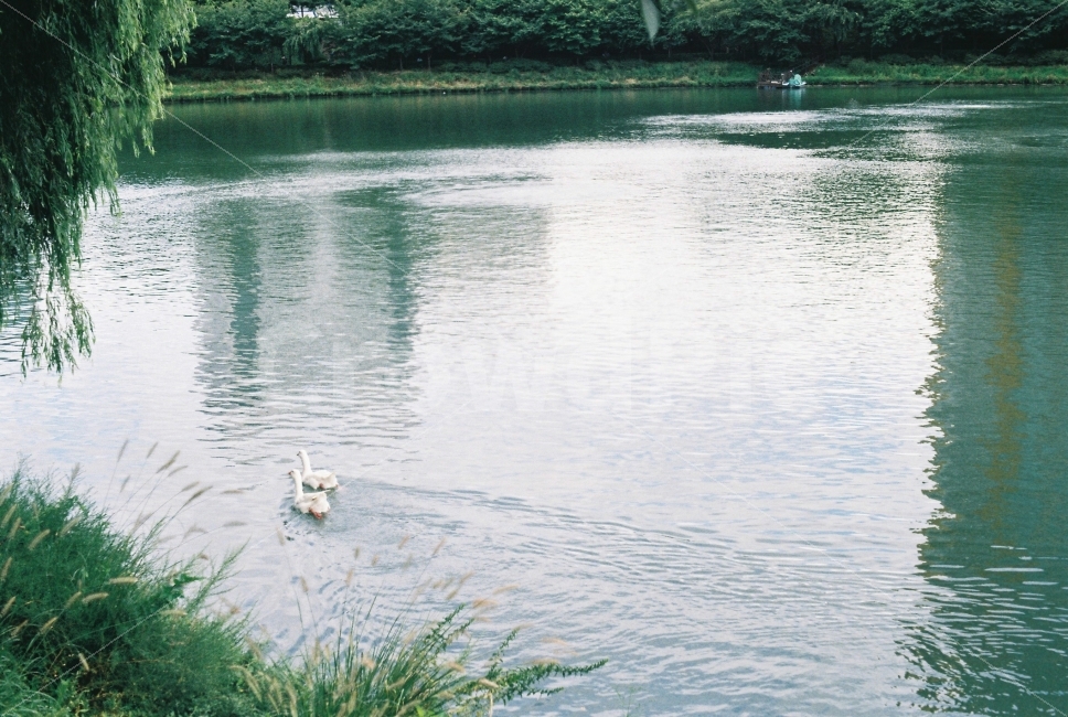 백조,호수,석촌호수,필카,감성,필름,자연,자연,풍경,nature,landscape,동물,animal,조류,새,birds,감성,sensible,feeling,water,물,outdoors,옥외