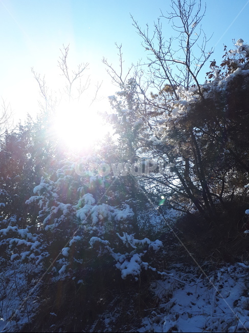 숲,겨울,눈,영천,측백나무,나무,겨울,계절,winter,season,자연,풍경,nature,landscape,light,빛,flare,플레어
