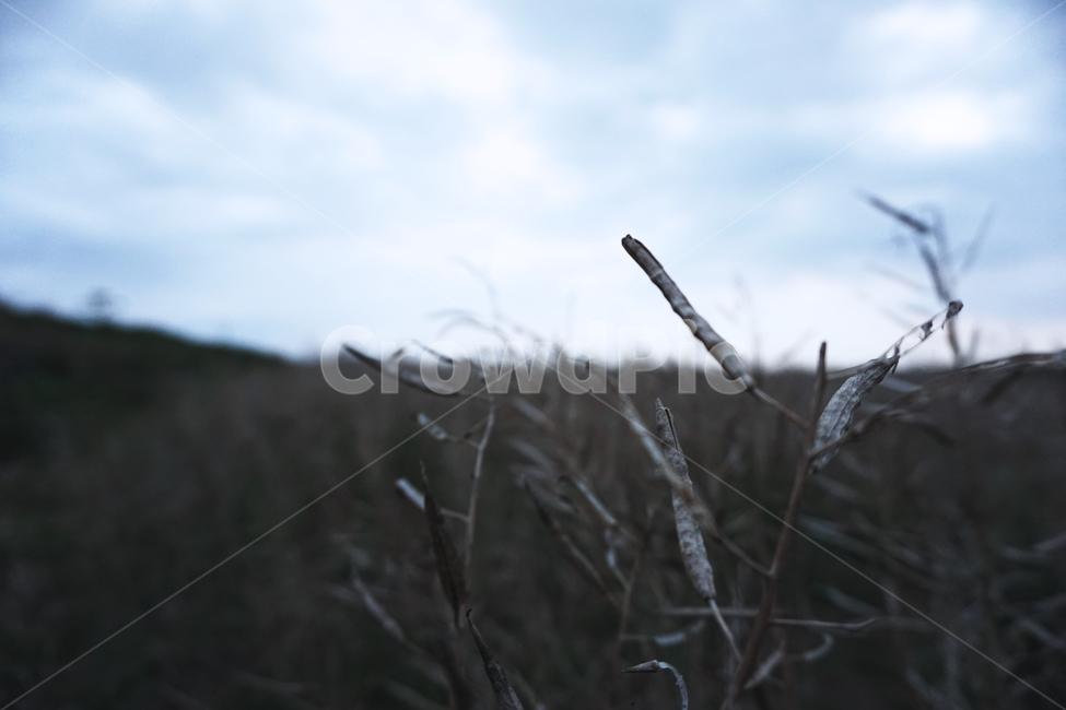 제주도,가파도,식물,풍경,야생초,하늘