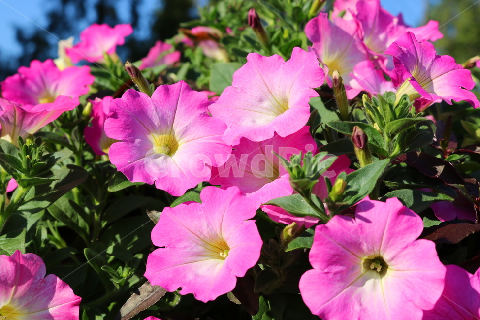 꽃,페튜니아,페튜니아꽃,식물,자연,페츄니아,분홍꽃,식물,자연,plants,nature,꽃,flower