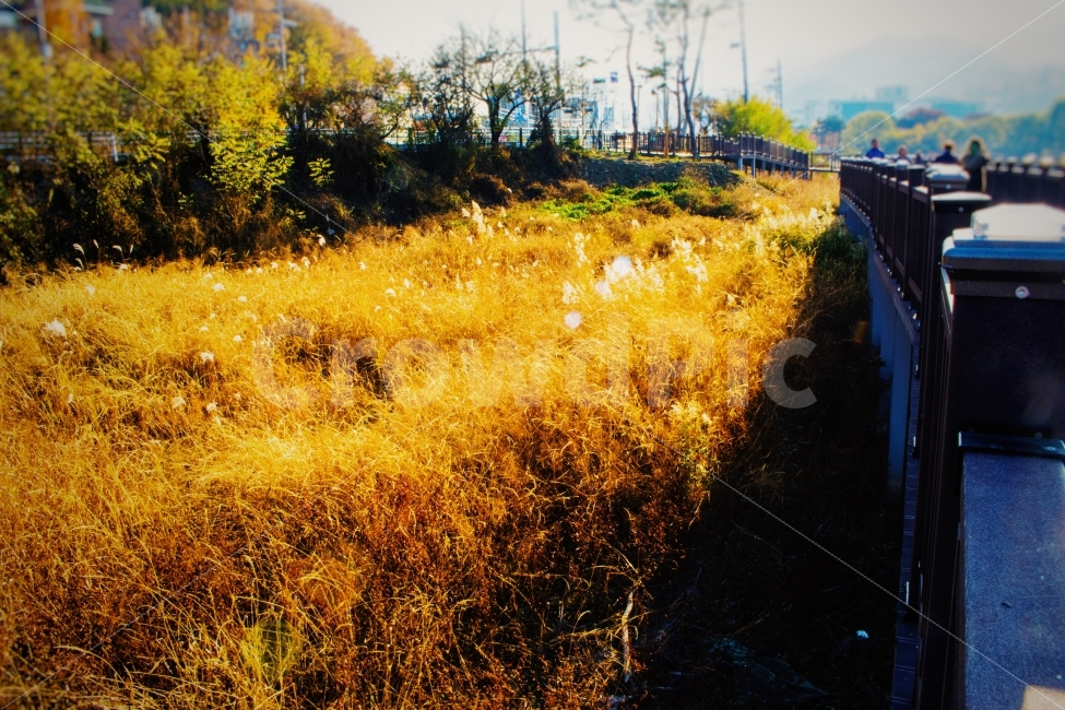 갈대,가을,자연,오후,산책,감성,풀,가을,계절,fall,autumn,season,자연,풍경,nature,landscape,감성,sensible,feeling