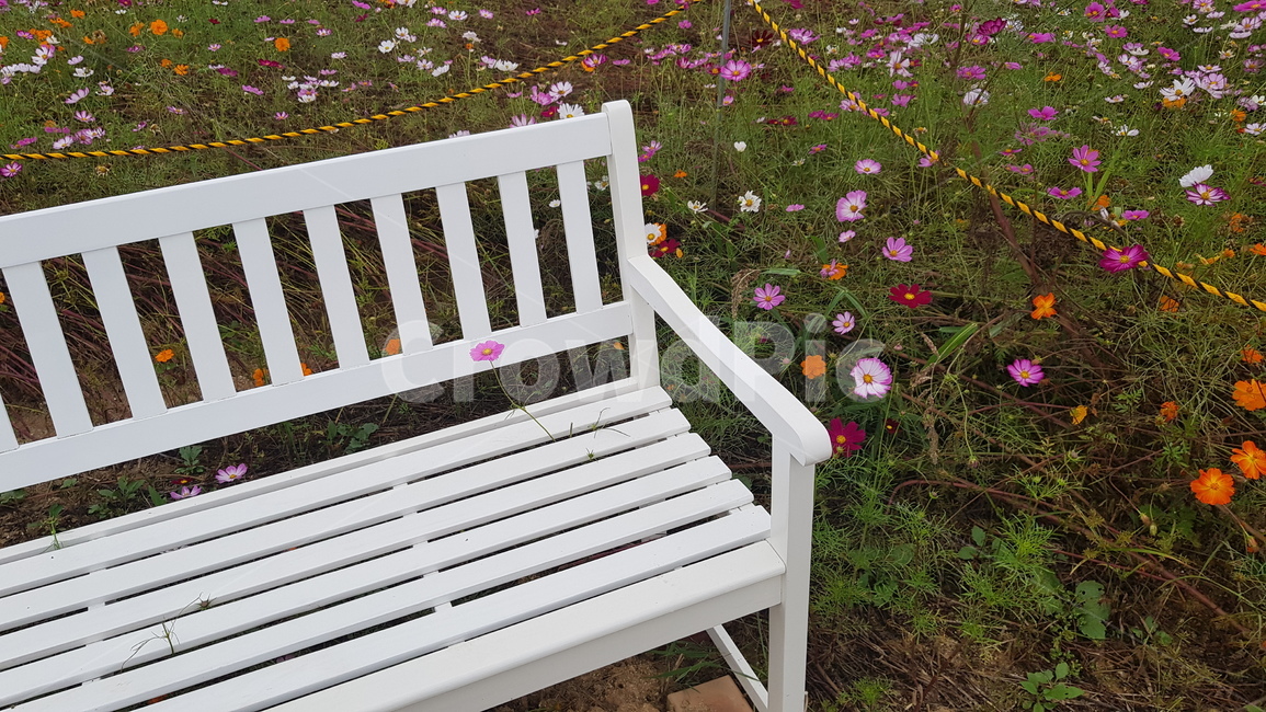 자연,furniture,가구,꽃밭,꽃,코스모스,김천