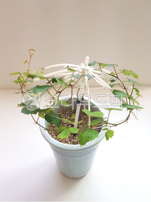 ikebana,flower,꽃,flowerarrangement,꽃꽂이,ornament,장식,art,미술,blossom,plant,식물,화분,담쟁이덩굴,담쟁이넝쿨,분해