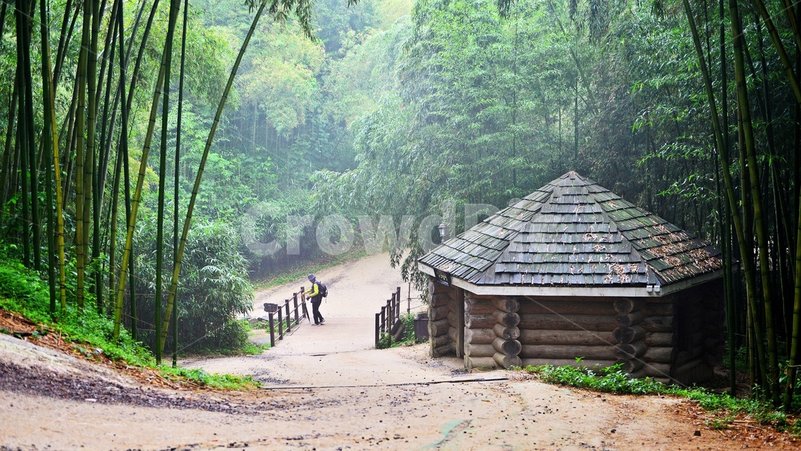 outdoors,옥외,nature,자연,building,건물,person,사람,human,인간,plant,식물,bamboo,대나무,담양,죽녹원,대나무밭