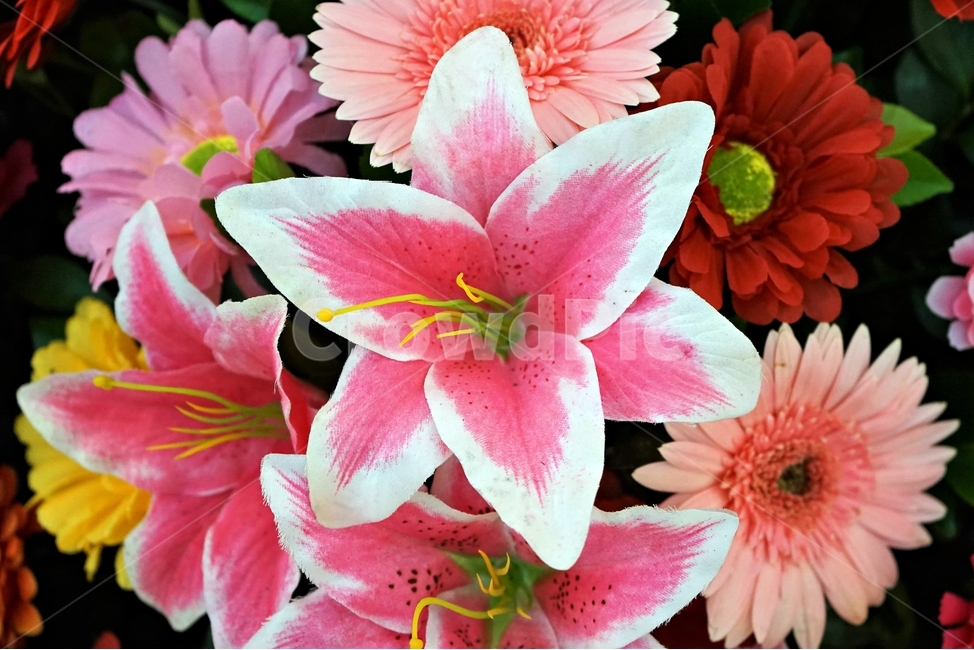 꽃,향기,백합과,행복,아름다움,식물,flower,bloom,happy,pink,white,beautiful,plant,식물,자연,plants,nature,꽃,flower