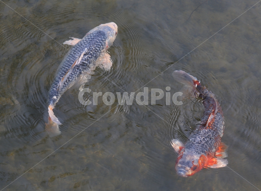 fish,물고기,잉어,동물,animal