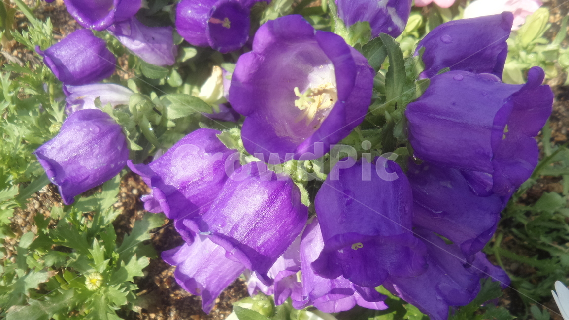 종꽃,보라색꽃,식물,bellflower,절화용,식물,자연,plants,nature,꽃,flower