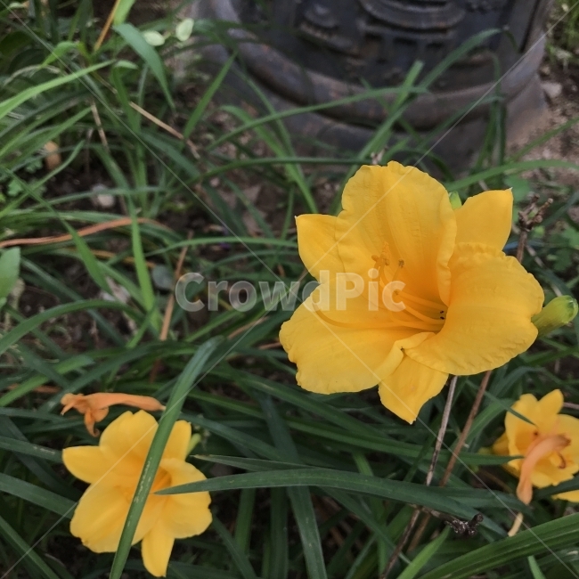 스텔라원추리,사계절원추리,왜성원추리,원추리,백합과,여러해살이풀,재배종,포기번식,식물,노란꽃,꽃,Flower,식물,자연,plants,nature,꽃,flower