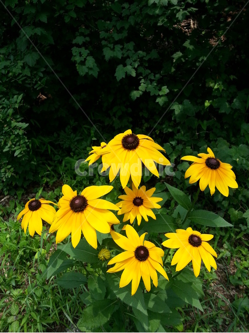해바라기,꽃,노란,노랑,식물,노란색,노랑색,식물,자연,plants,nature,꽃,flower