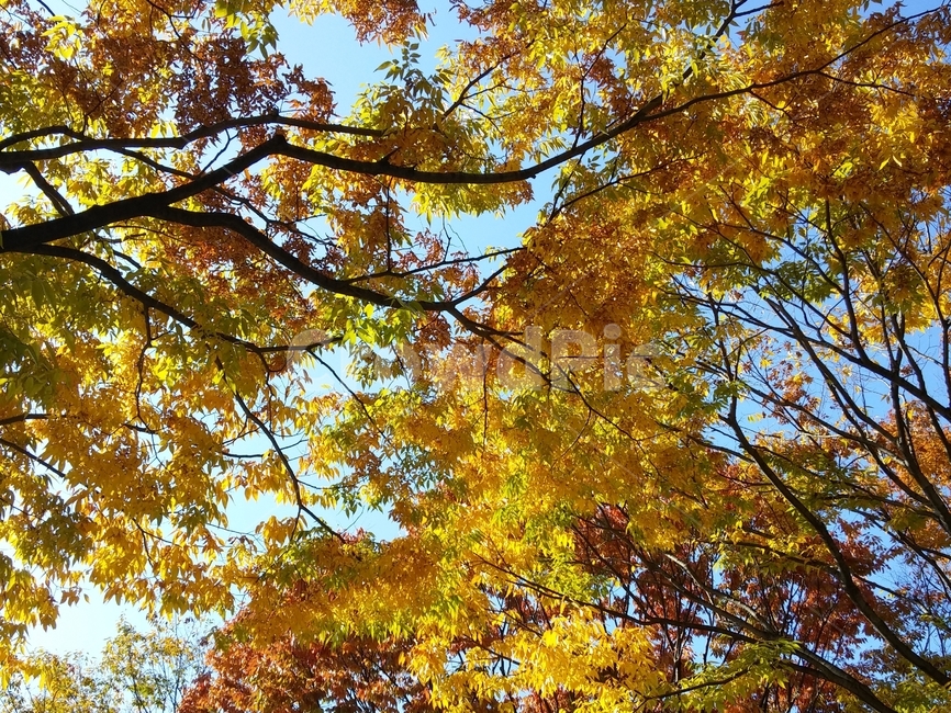 leaf,잎,plant,식물,tree,나무,maple,단풍,autumn,fall,가을,계절,나뭇가지,나뭇잎,노란색,가을,계절,fall,autumn,season