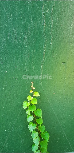 green,초록,plant,식물,잎,담쟁이덩굴,식물,자연,plants,nature