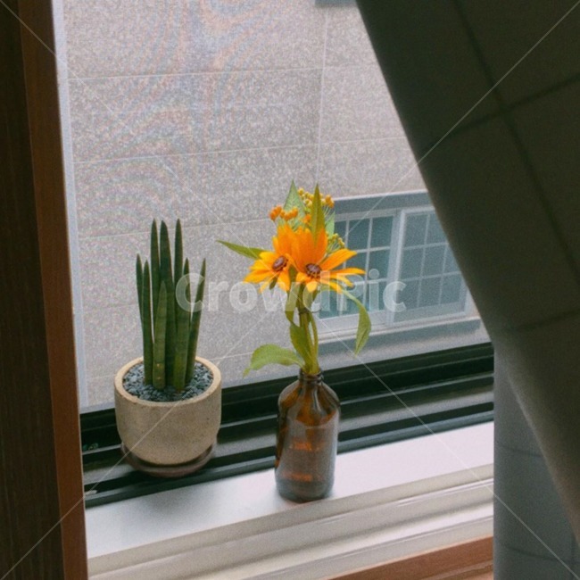인테리어,식물,화분,스투키,꽃,실내용화초,화분,화초,house plant