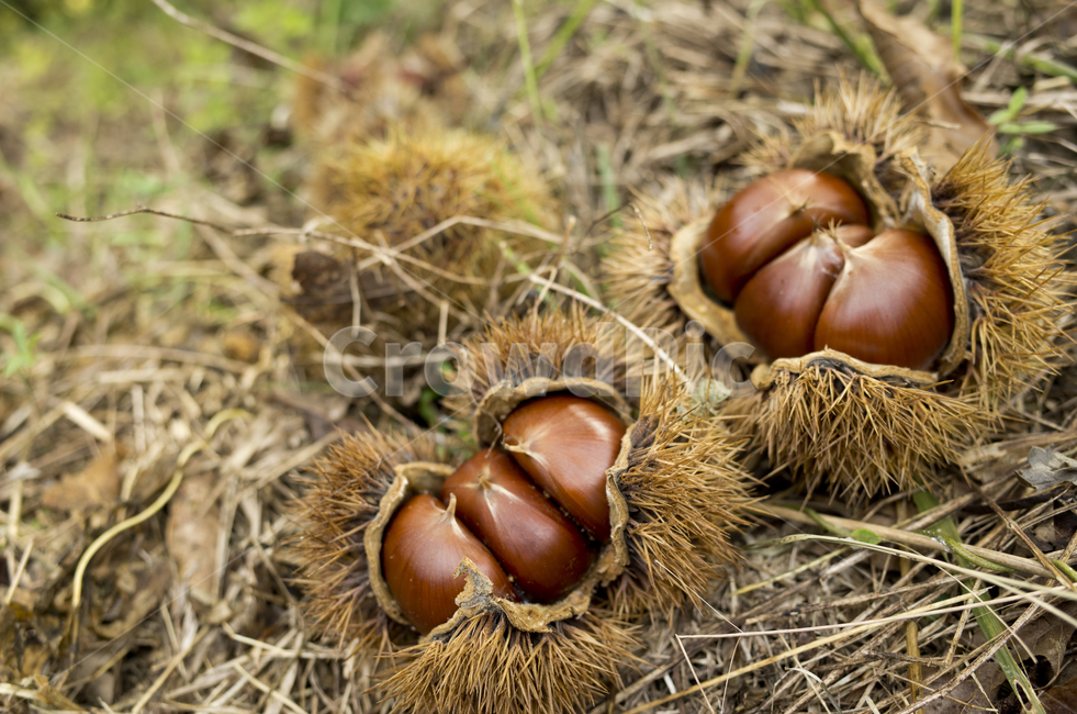 밤,가을,밤송이,알밤,가시,열매,가을,계절,fall,autumn,season,plant,식물,food,음식,nut,너트,vegetable,야채