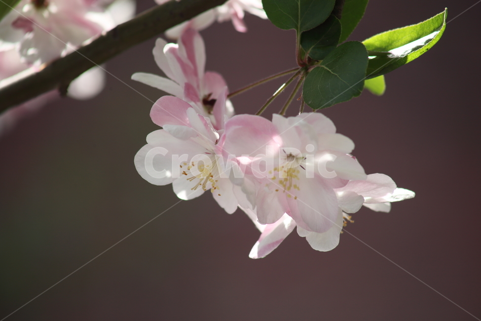 수사해당화,서부해당화,꽃아그배나무,꽃사과나무,crabapple