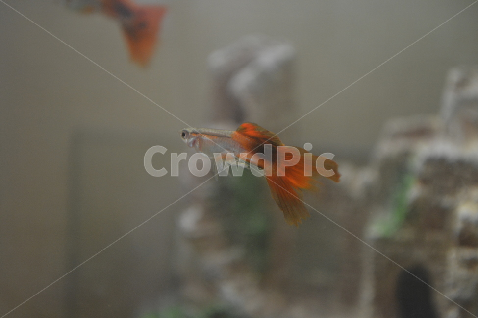 물고기,열대어,구피,애완물고기,fish,guppy,tropicalfish