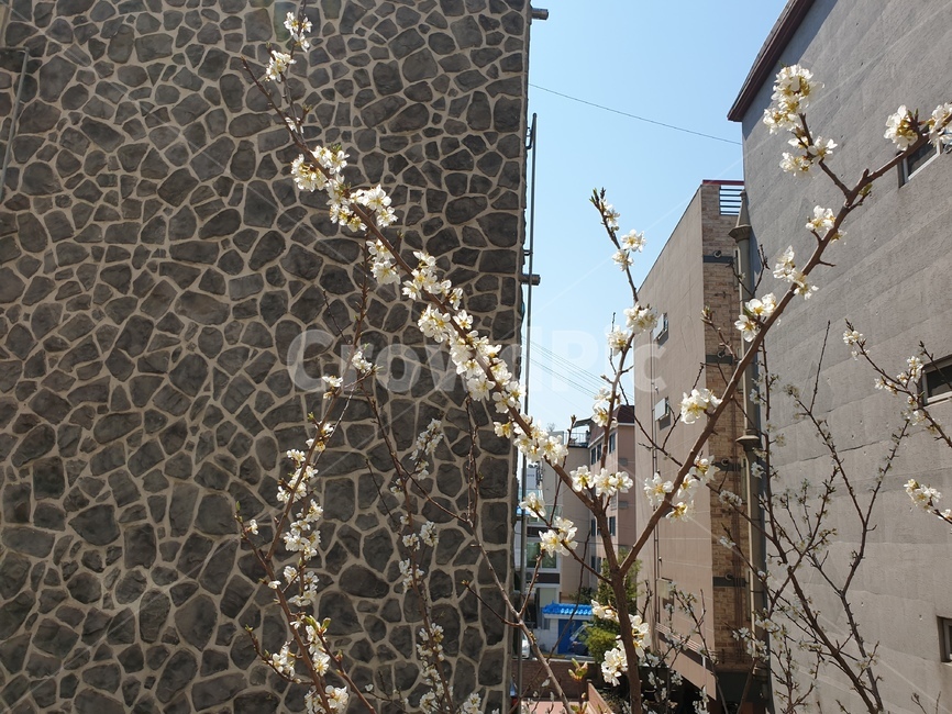 벚꽃,나무,꽃,흰꽃,봄,봄,계절,spring,season,식물,자연,plants,nature,꽃,flower