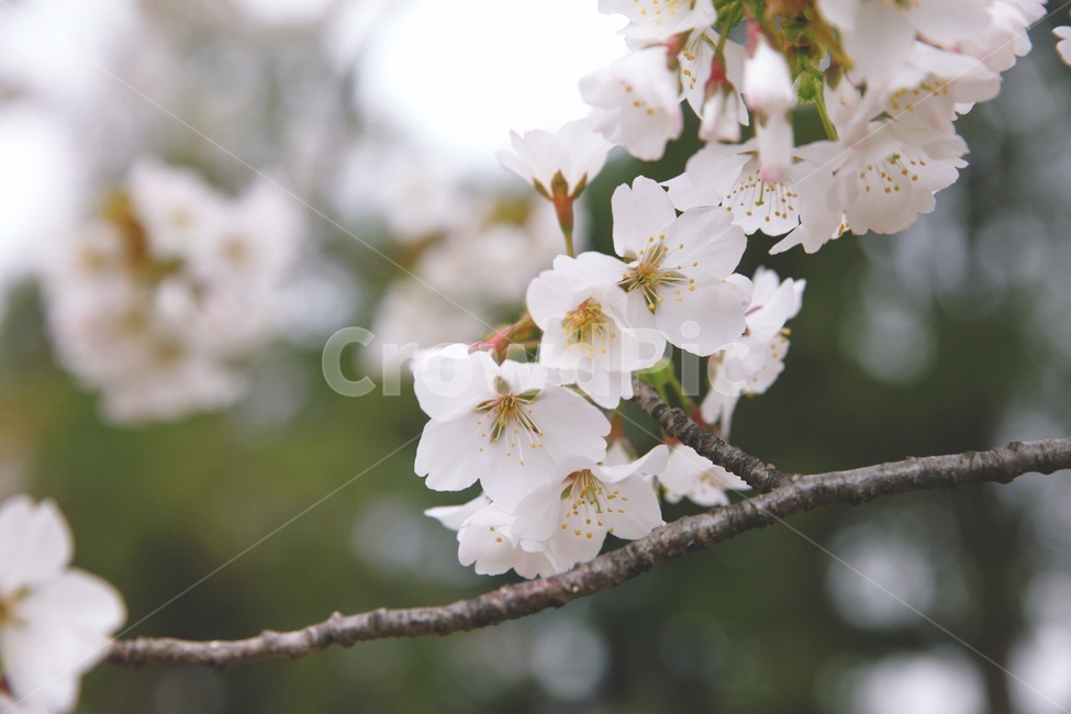 꽃,나무,봄,벚꽃,색감,cherryblossom,따뜻함,봄,계절,spring,season,식물,자연,plants,nature,꽃,flower,plant