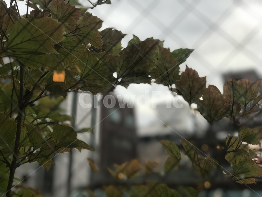 나무,나뭇잎,감성,자연,창밖,leaf