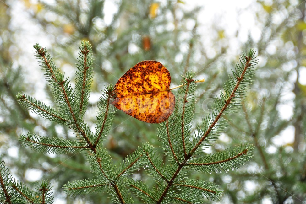 낙옆,나뭇잎,가을,푸르름,자연,식물,자연,plants,nature