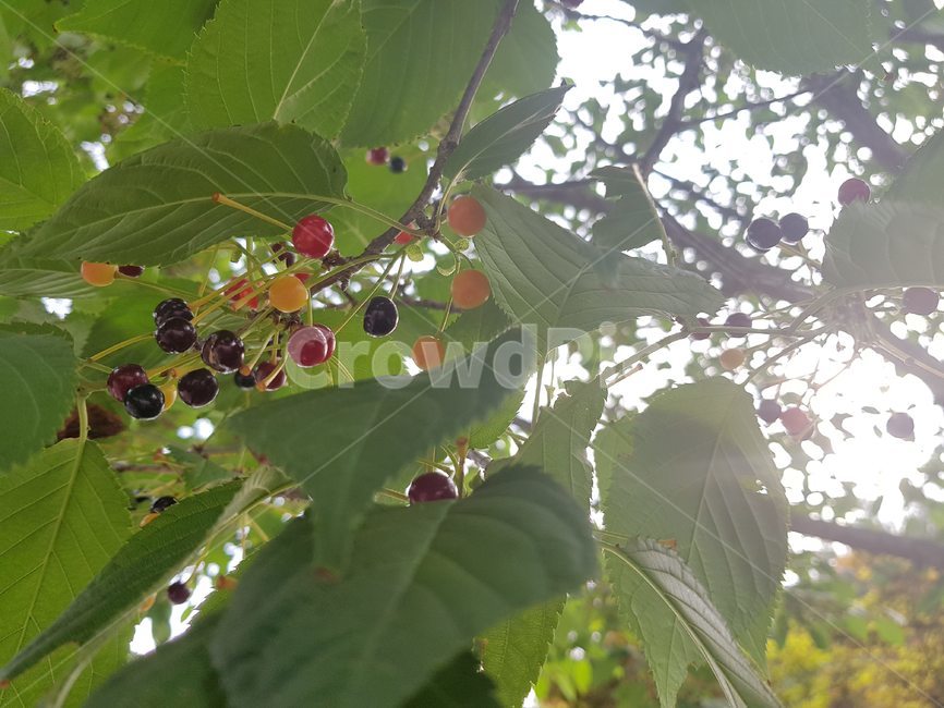 식물,plant,fruit,열매,tree,나무