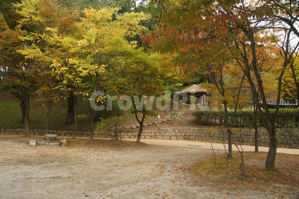 tree,나무,plant,식물,단풍,maple,바닥,ground,treetrunk,나무줄기,선교장,강릉,sungyojang,gangneung,초가집,thatchedhouse,thatchedroofhouse,가을,계절,fall,autumn,season,한국전통,한국문화,korean traditional,korean culture,tree trunk,나무 줄기