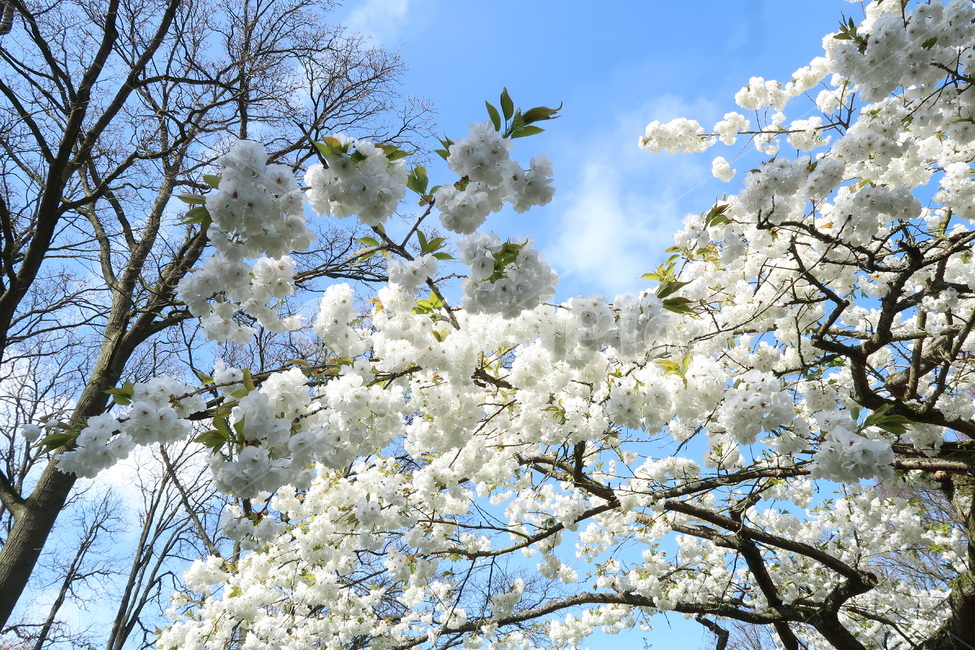 flower,blossom,벚꽃,봄느낌,벚꽃축제,꽃