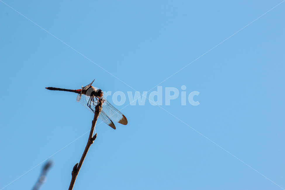나무,잠자리,고추잠자리,파란하늘,사람없음,동물,animal,곤충,벌레,insect,bug