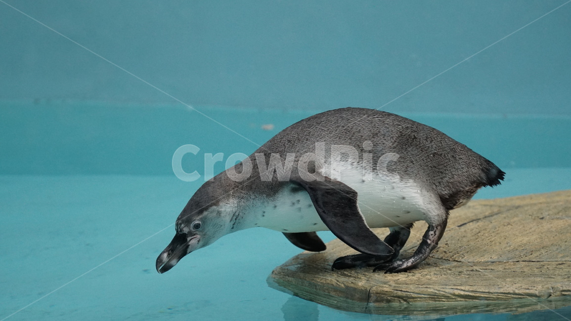 물,aquatic,펭귄,팽귄,수영,물갈퀴,동물원,훔볼트펭귄,점프,동물,animal,포유류,mammal