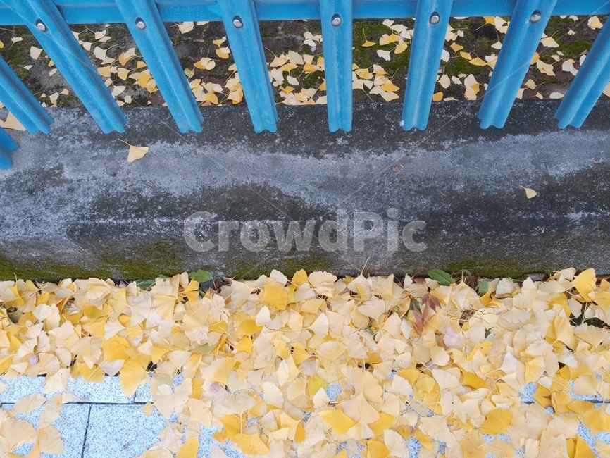 은행잎,나뭇잎,leaf,울타리,은행나뭇잎,가을,계절,fall,autumn,season