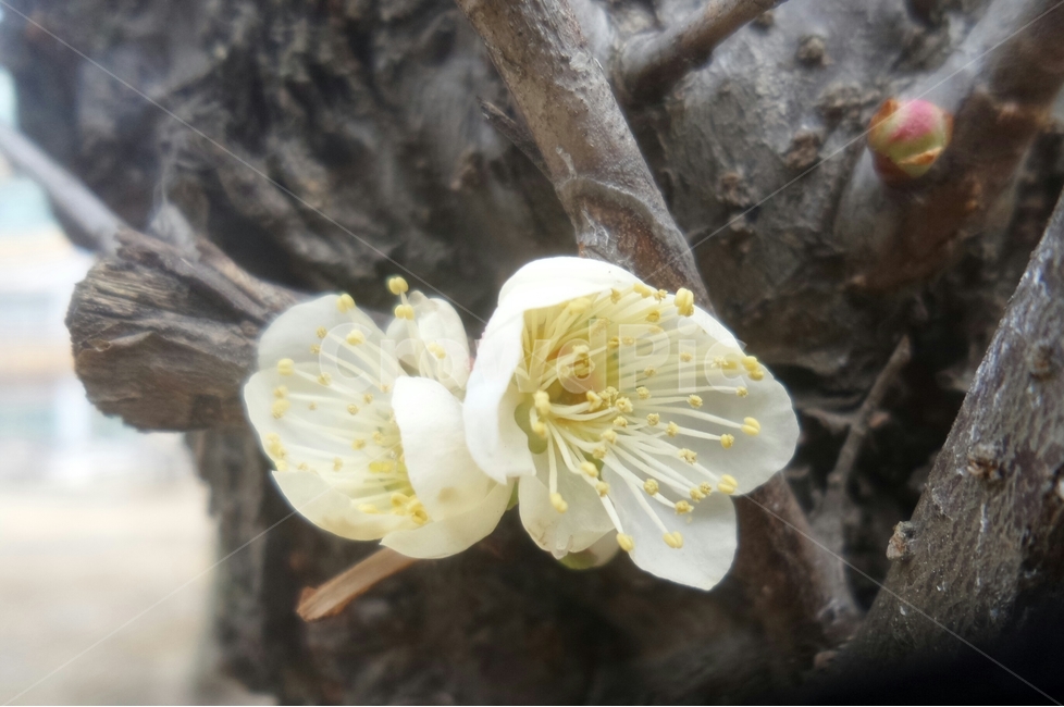 매화,매실나무,일지춘,군자향,흰꽃,식물,자연,plants,nature,꽃,flower