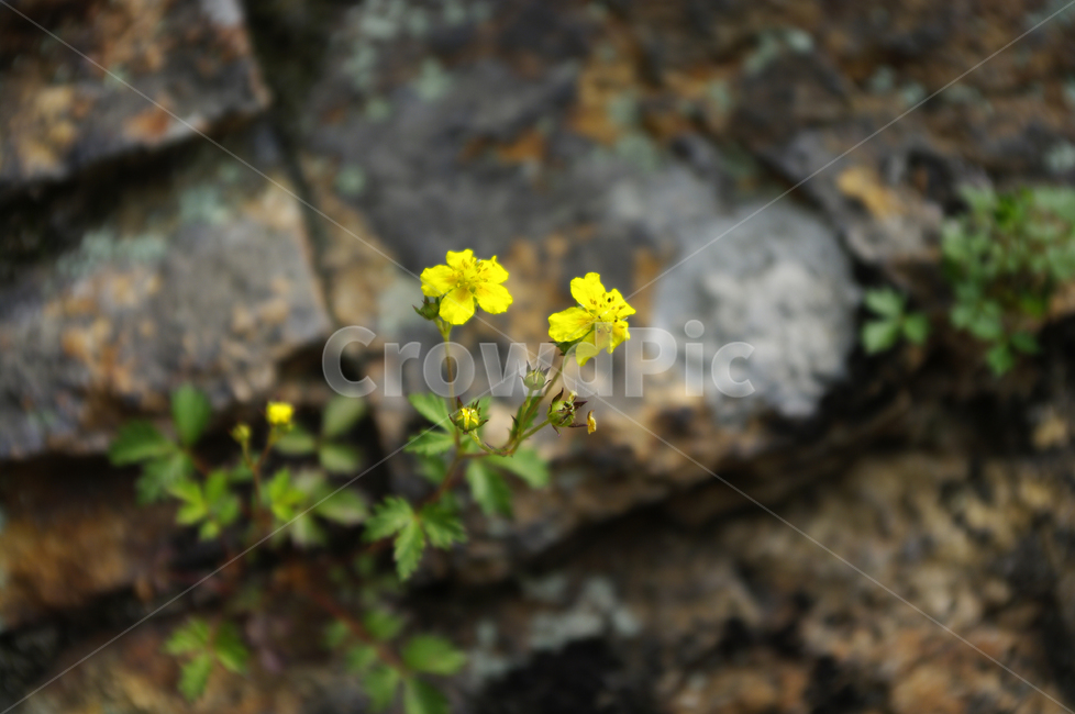 바위,돌,꽃,식물,flower,plant,식물,자연,plants,nature,꽃,flower
