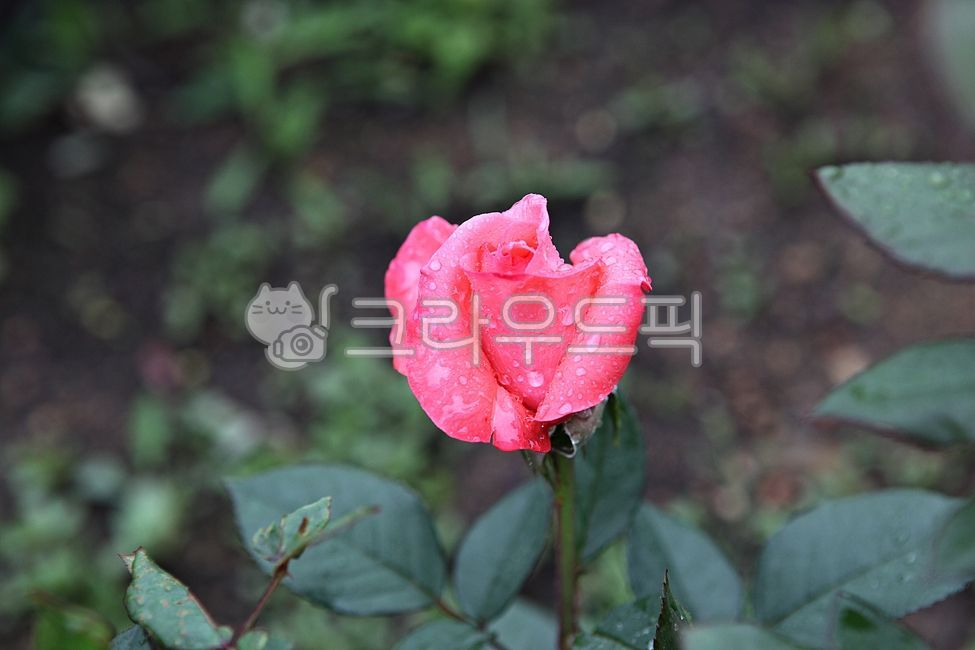 spring flowers,nature,plant,Rose,rose,spring petals,flowering,leaf,park