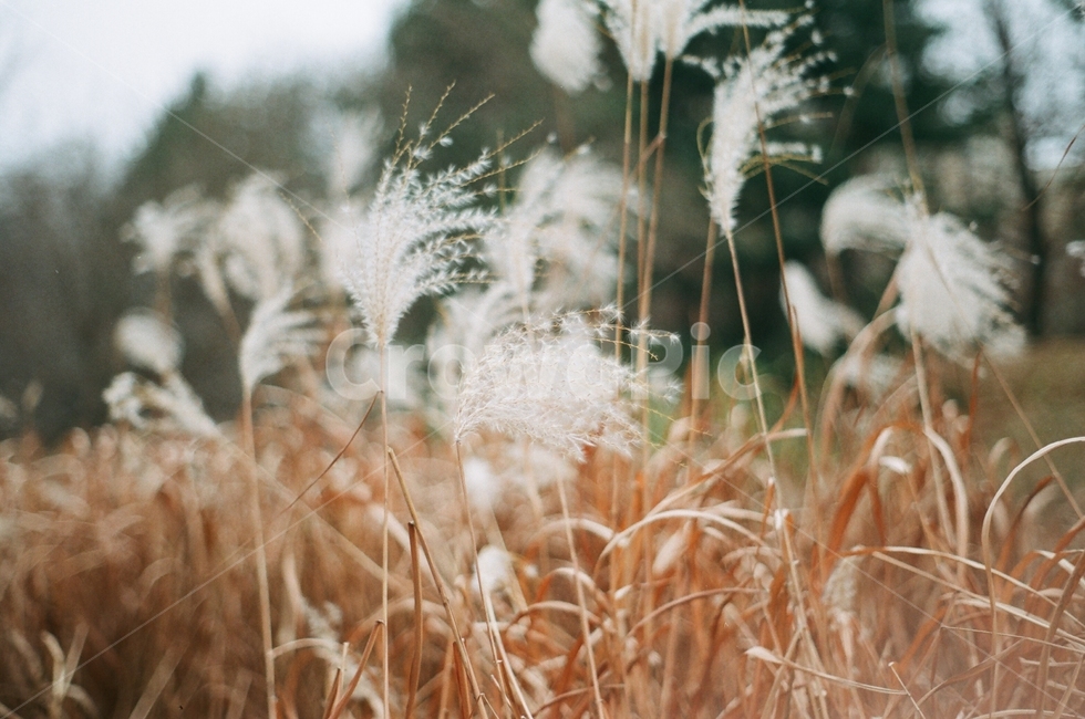 가을,갈대,풀,계절,억새,가을,계절,fall,autumn,season